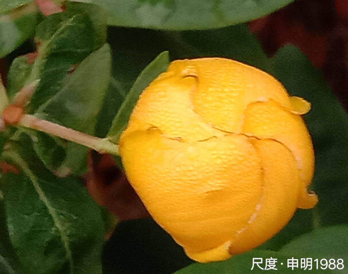 图片上传自尺度APP