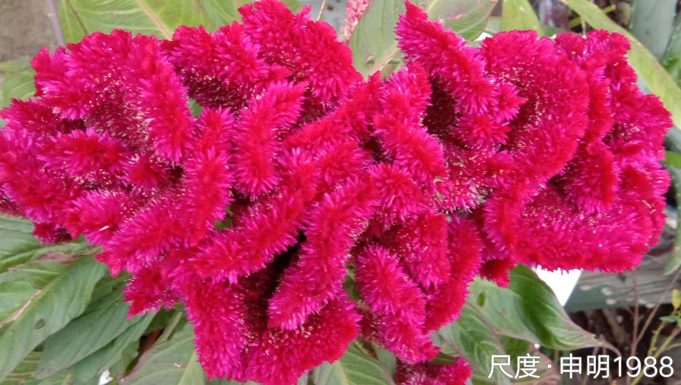 图片上传自尺度APP