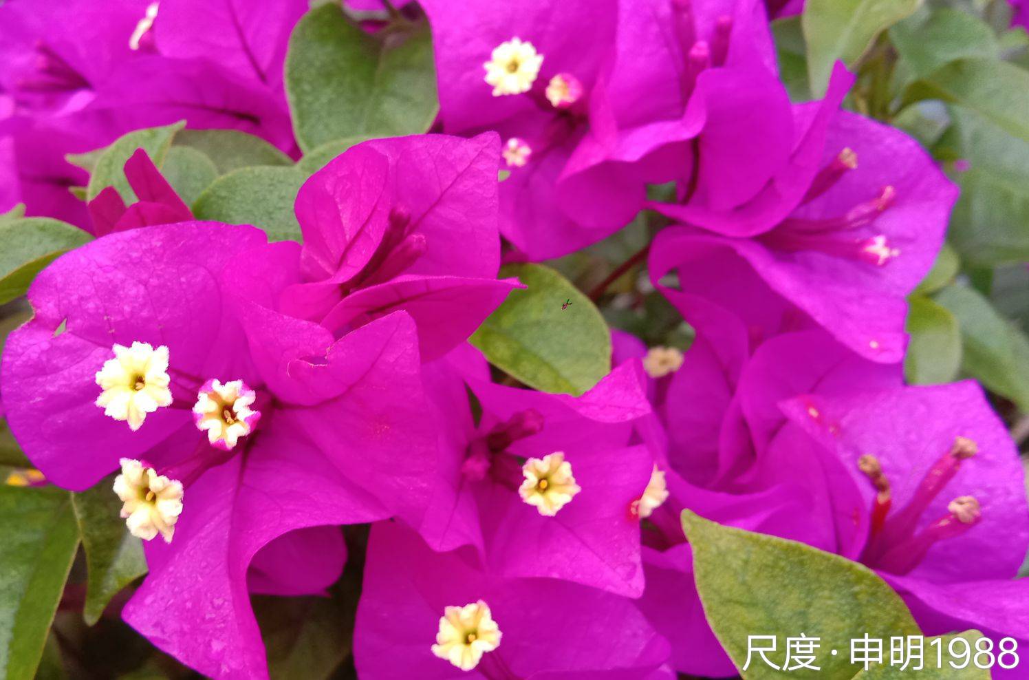 图片上传自尺度APP